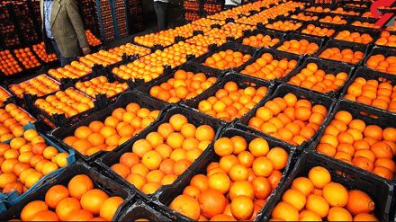 روزانه ۶۰ تن پرتقال از باغداران رامسر خریداری می‌شود