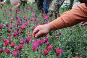 برگزاری جشنواره های ملی رامسر با شعار”اردیبهشت در بهشت”