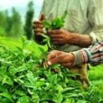 برداشت برگ سبز چای از ۱۰ اردیبهشت آعاز می شود