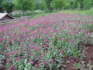 جشنواره ملی گل گاوزبان فرصتی برای معرفی هرچه بیشتر دهستان جنت رودبار است