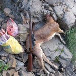 باند کشتار غیر مجاز حیات وحش در ارتفاعات کوه‌های بزاکوه منطقه شکار ممنوع اشکورات دستگیر شدند