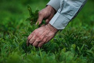 چایکاران نسبت به برداشت برگ سبز چای اقدام کنند