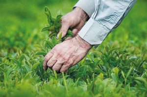 افزایش ۶۱ درصدی خرید برگ سبز چای در سال ۹۵ نسبت به سال ۹۴