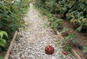 کشت ترکیبی تمشک و توت فرنگی در رامسر