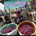 دستاوردهای ۴ دوره برگزاری جشنواره ملی گل گاو زبان در جنت رودبار رامسر