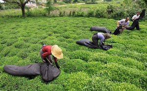 ۷۵۰تن برگ سبز چای از چایکاران رامسر خریداری شد