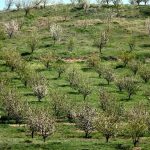اراضی شیب دار رامسر برای توسعه کشت غرب مازندران مستعد است