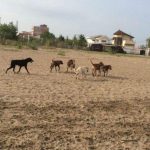 حضور سگ‌های ولگرد در شهرهای مرکزی مازندران