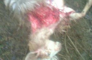 حمله پلنگ به گوسفندان ۸ قربانی گرفت+عکس