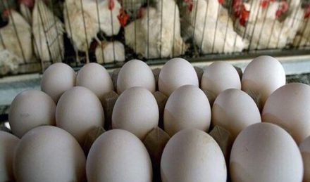 پای لنگ تولید، نظارت و توزیع در بازار کالاهای اساسی/هر شانه تخم‌مرغ به ۴۷ هزار تومان رسید!
