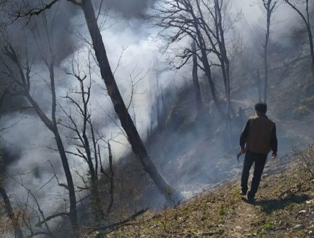 آتش‌سوزی ‌در منطقه جنگلی رامسر سطحی بود / فقط ‌برگ‌های خشک‌شده در ‌آتش سوختند