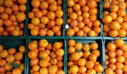 صادرات مرکبات نه بهکام و نه بهنام مازندران صادرات مرکبات نه بهکام و نه بهنام مازندران