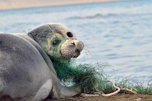 زنگ خطر انقراض گونه ای کمیاب