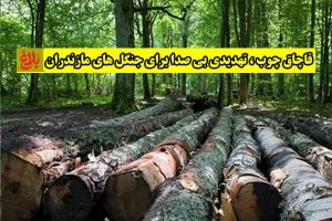 قاچاق چوب؛ تهدیدی بی‌صدا برای جنگل‌های مازندران