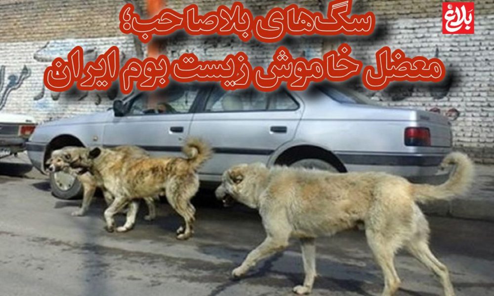 سگهای بلاصاحب؛ معضل خاموش زیست بوم ایران